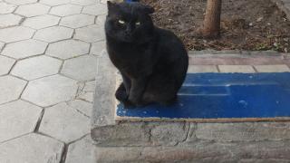 Стопанин на сладко коте в София намери нестандартен начин да изкара пари СНИМКА 