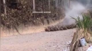 Такова зрелище никога през живота си не сте виждали ВИДЕО 