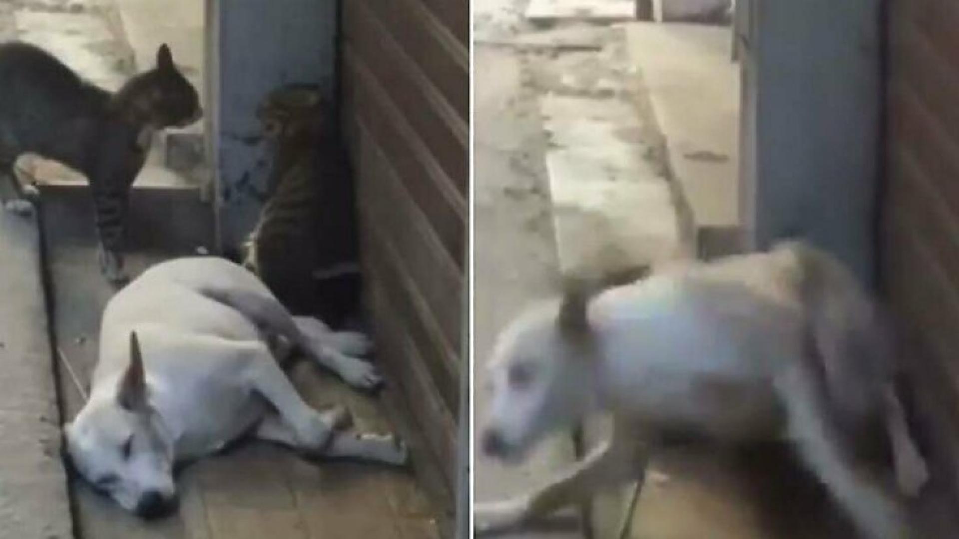 Смях! Как реагира спящо куче на котешки бой ВИДЕО