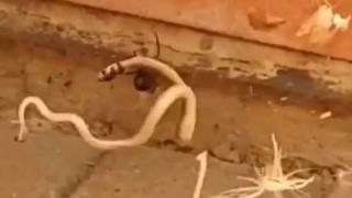 Черна вдовица не остави шанс на млада змия ВИДЕО