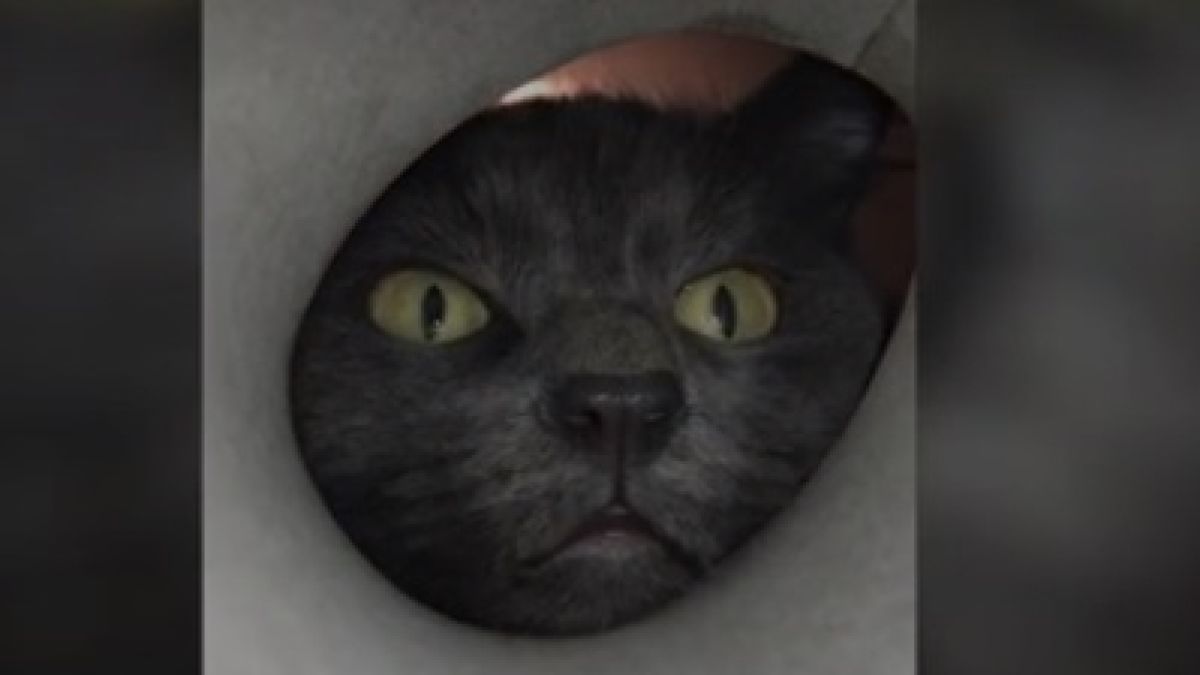 Забавно ВИДЕО с лакома котка плени мрежата 