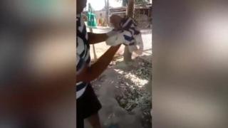 Прасенце-мутант с човешко лице ужаси фермери ВИДЕО