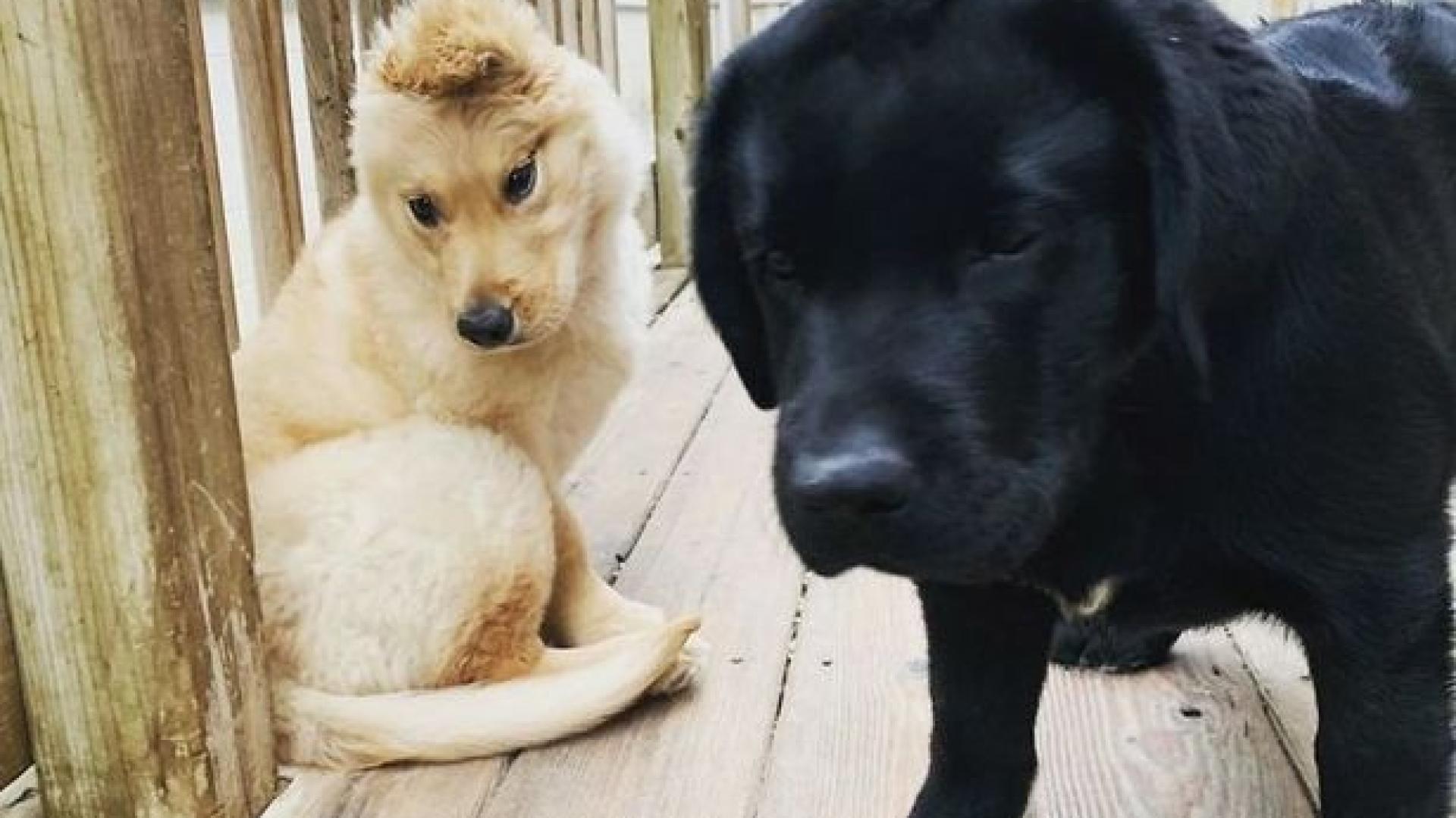 Куче еднорог взриви мрежата ВИДЕО 