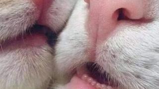 Обява, че се подарява котка с "едно наум" докарва хората до сълзи от смях 