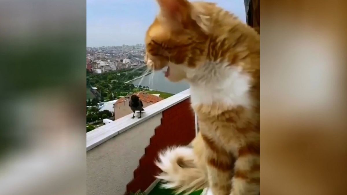Забавно: ВИДЕО запечата разговора между котарак и врана