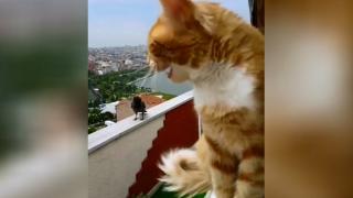Забавно: ВИДЕО запечата разговора между котарак и врана