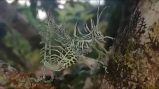 Жена се натъкна на странно същество в гората ВИДЕО 