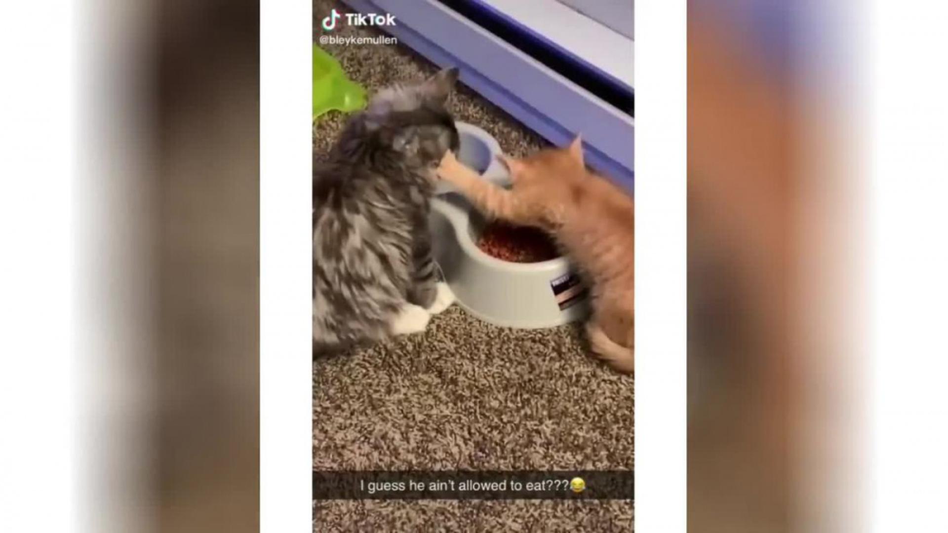 Коте забрани на друго да яде от храната и разсмя Мрежата ВИДЕО