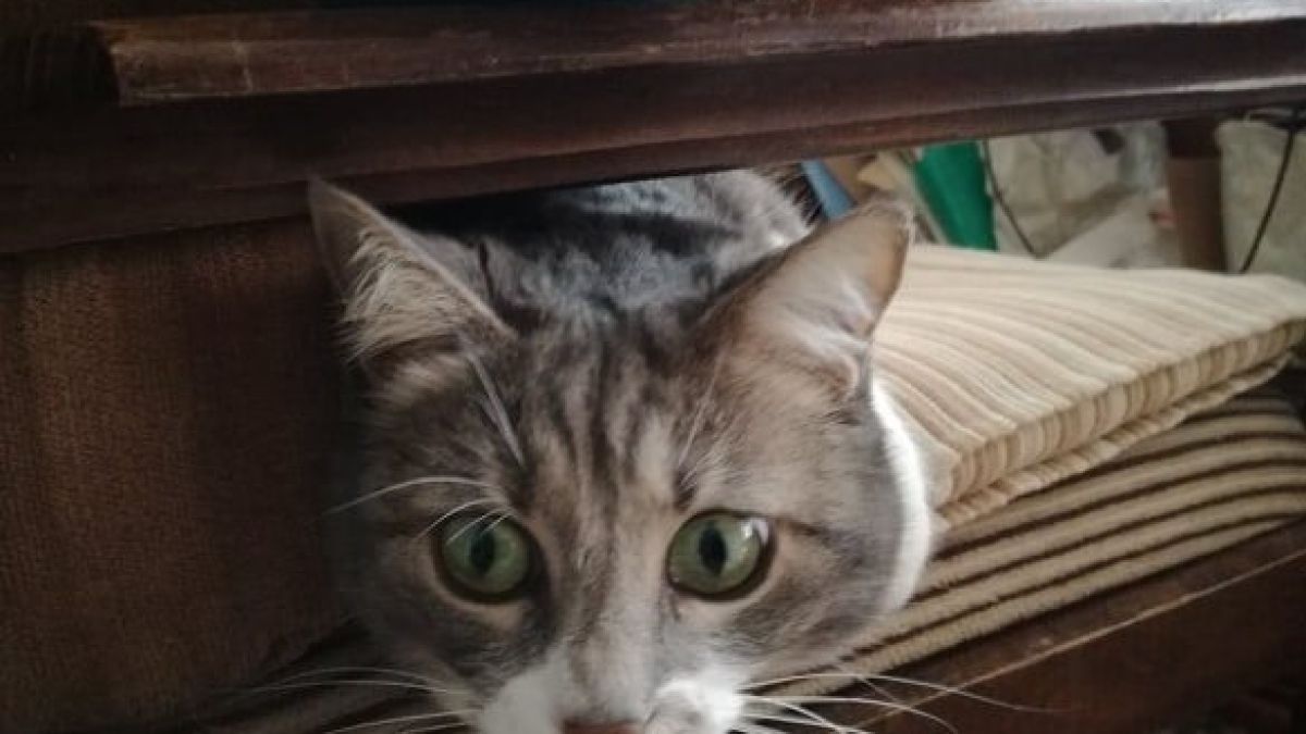 Дава ли ми знак котката, която вече не иска да излиза навън?