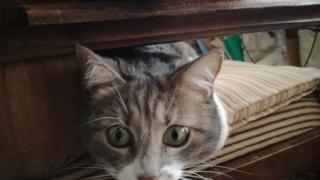 Дава ли ми знак котката, която вече не иска да излиза навън?