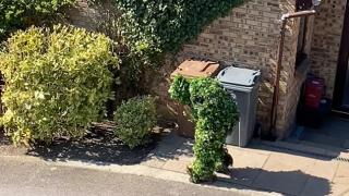 Уникално: Мъж се престори на храст, за да избегне карантината ВИДЕО