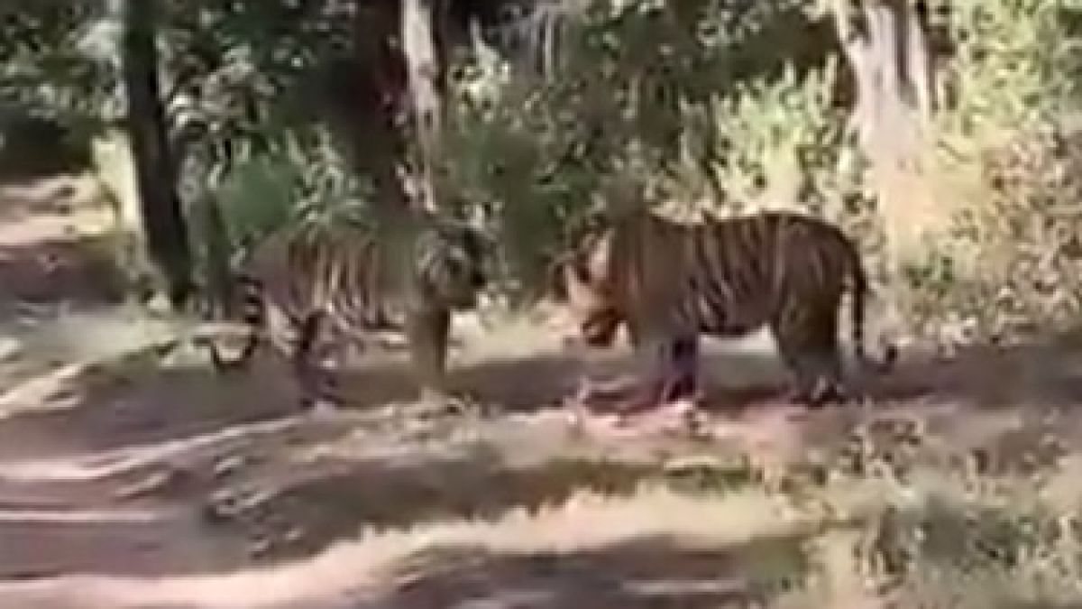 Ожесточен сблъсък на тигри в Индия заснеха на ВИДЕО