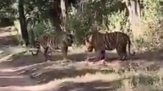 Ожесточен сблъсък на тигри в Индия заснеха на ВИДЕО