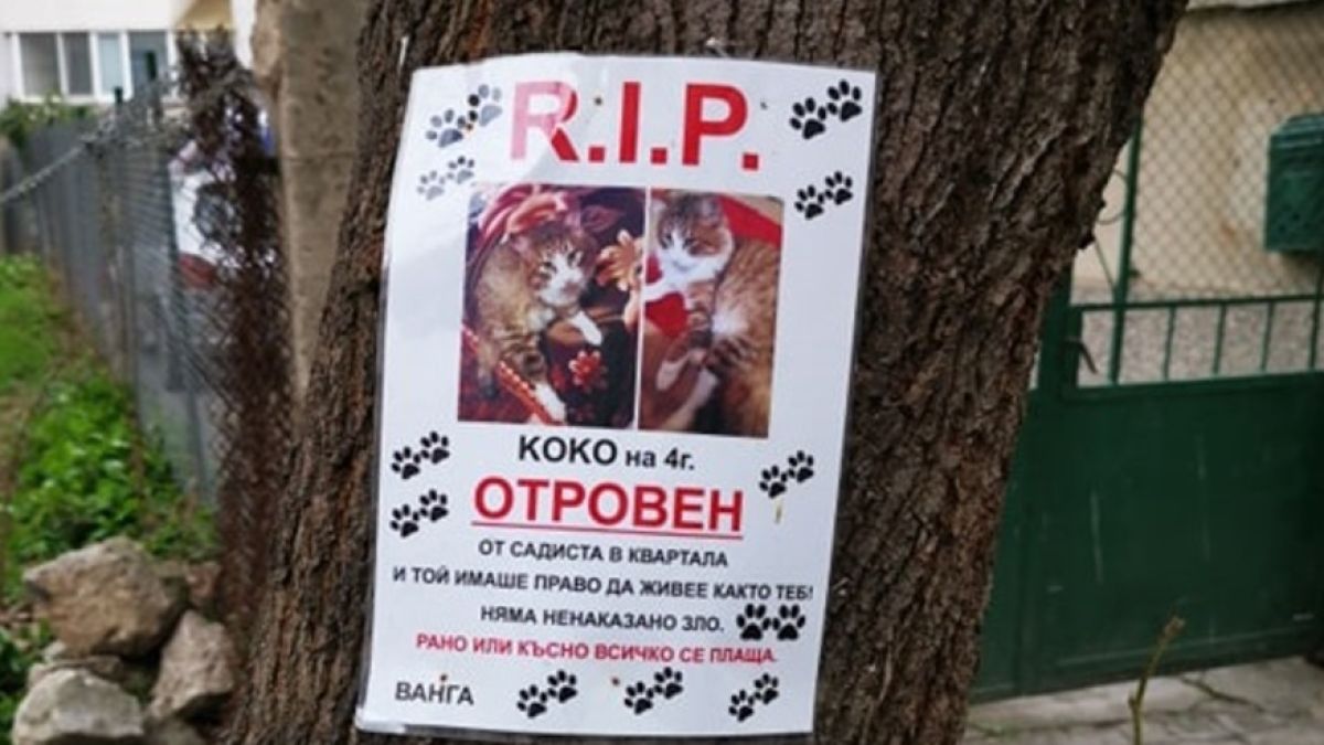 Във Варна разлепиха некролог на коте: Коко на 4 г., отровен от садиста в квартала