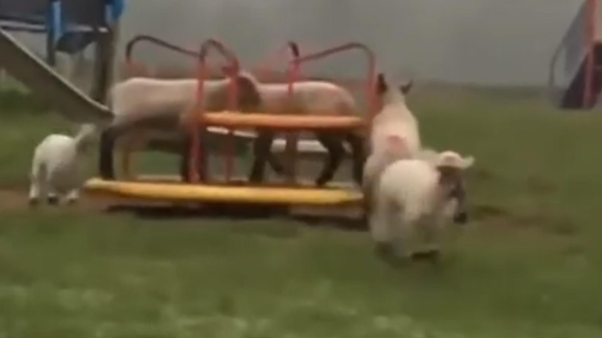 Овце си играят на детска площадка в Уелс на фона на пандемията ВИДЕО