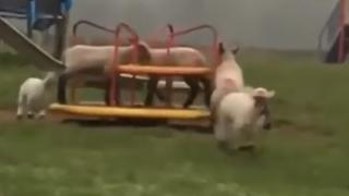 Овце си играят на детска площадка в Уелс на фона на пандемията ВИДЕО