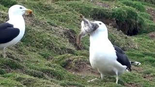 Чайка глътна цяло зайче и ужаси света ВИДЕО