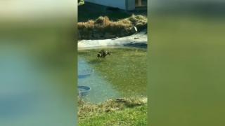 ВИДЕО запечата как котка смешно преследва риба