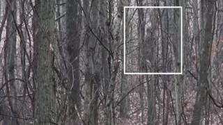 ВИДЕО запечата Снежен човек в американска гора