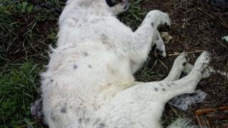 Брутална жестокост ужаси кърджалийско село
