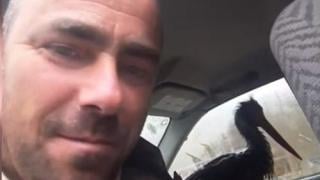 Птицата, шашардисала 2 български града със знамение, е... СНИМКИ
