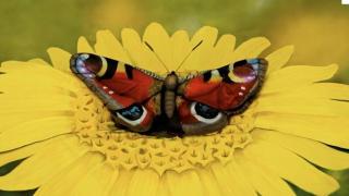 Само един от 100 може да познае в какво се превръща тази гола моделка