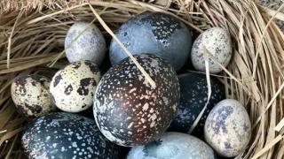 Всички полудяха по драконовите яйца и... СНИМКИ