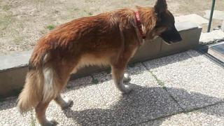 Куче избяга от вкъщи, за да търси болния си от К-19 стопанин, но като стигна до болницата...