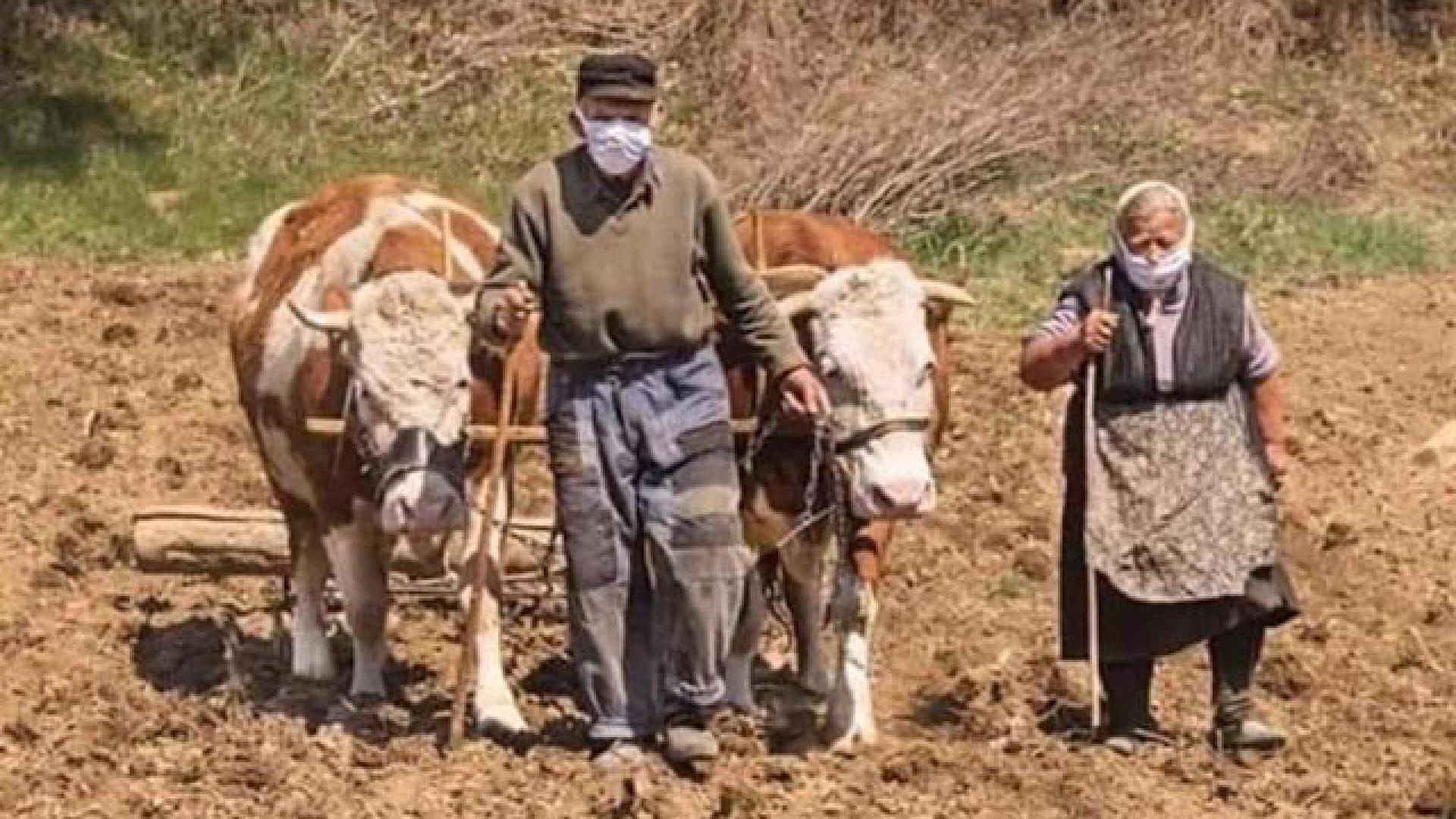 Разтърсваща СНИМКА: Дори и COVID-19 не успя да прогони тези хора от нивата