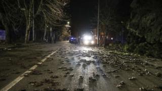 Какво се случва!? В цяла Европа от небето падат мъртви птици СНИМКИ