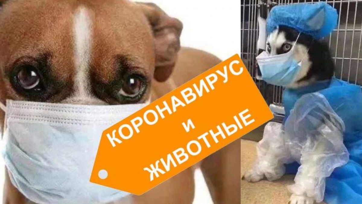 Ужас! Вирусът се прехвърли на домашните животни — NBC  разкри как да запазим любимите си питомци