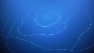 ВИДЕО засне най-дългото животно в света