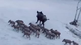 Пустош: Диви свине плъзнаха из улиците на Мармарис ВИДЕО 
