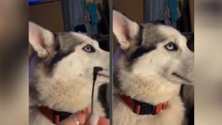 Куче развесели мрежата, като се престори, че не е виновно ВИДЕО