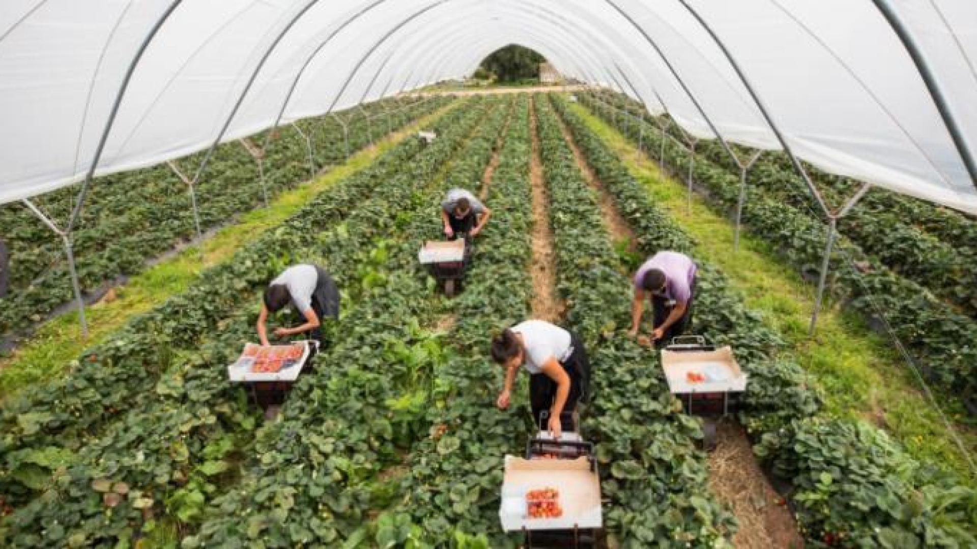 Британците пак ревнаха за българи: Да дойдат! Ние не можем да...