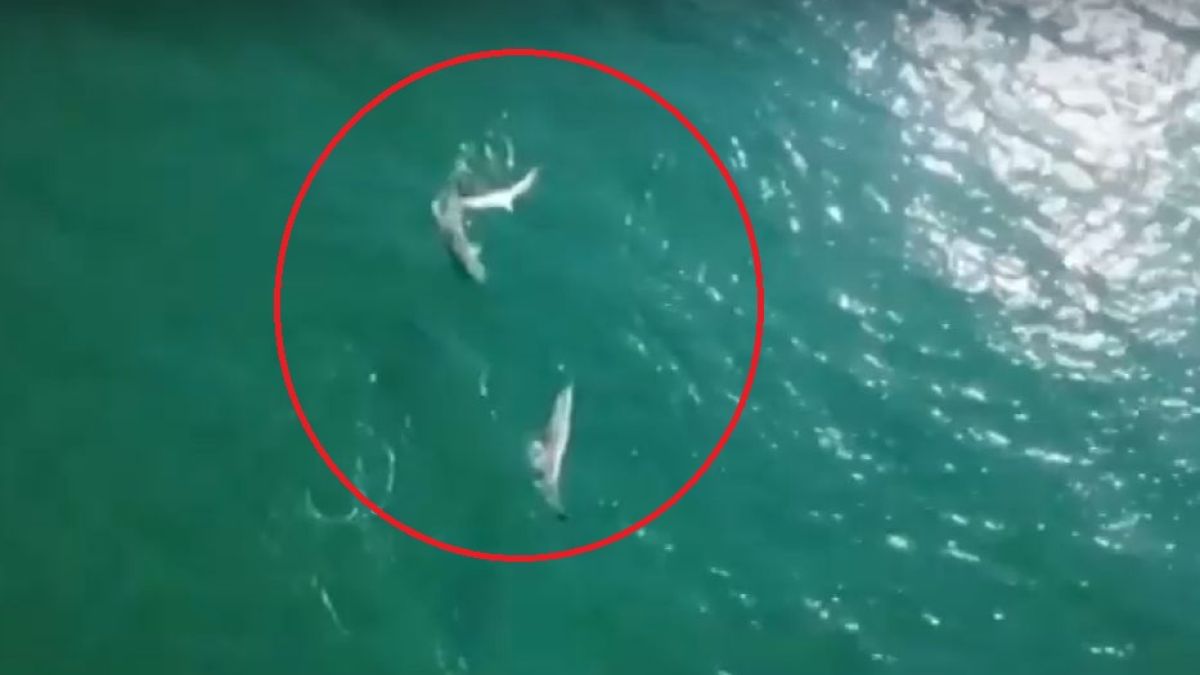 Страхотно ВИДЕО от къмпинг „Силистар“! Във водите видяха...