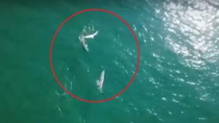 Страхотно ВИДЕО от къмпинг „Силистар“! Във водите видяха...