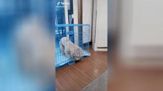 Куче показа изумителна съобразителност ВИДЕО