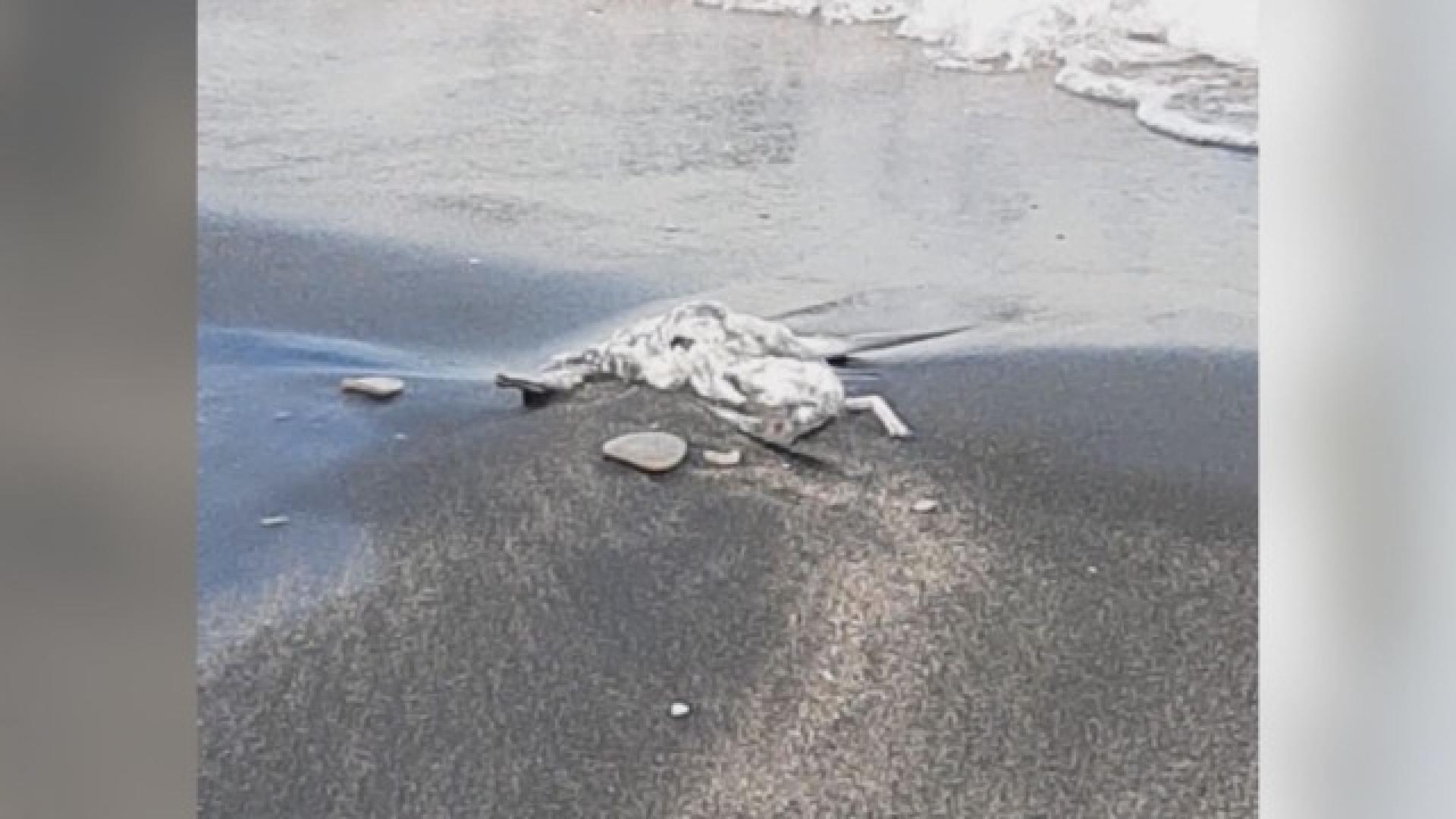 Мъртви птици падат от небето над България и Европа - роден експерт обясни защо ВИДЕО