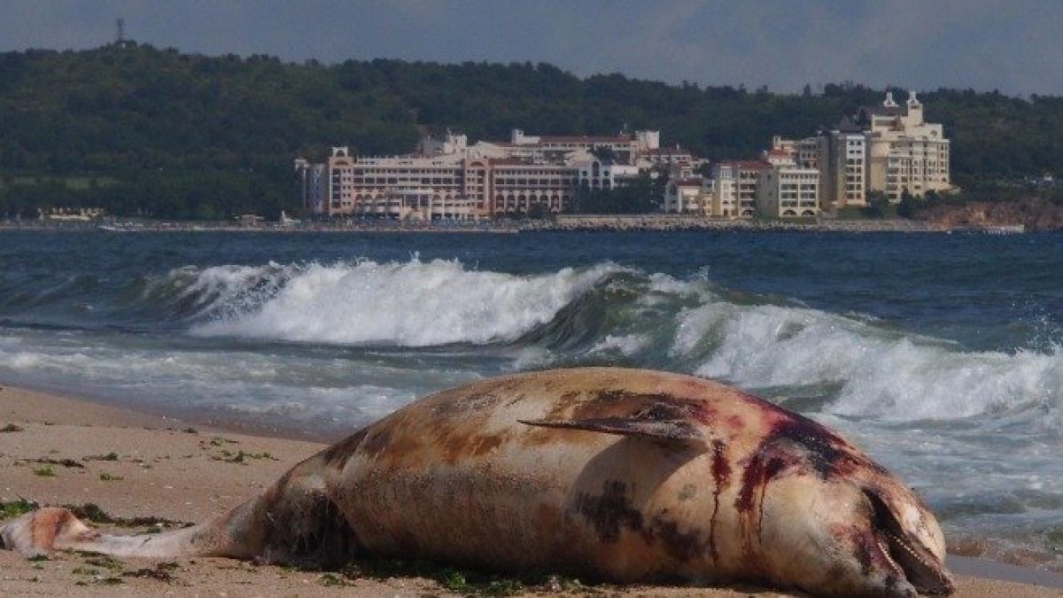 Писъци на умряло огласиха плажа край Варна заради трупове на...