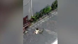 Отвличане на дете от маймуна бе запечатано на ВИДЕО