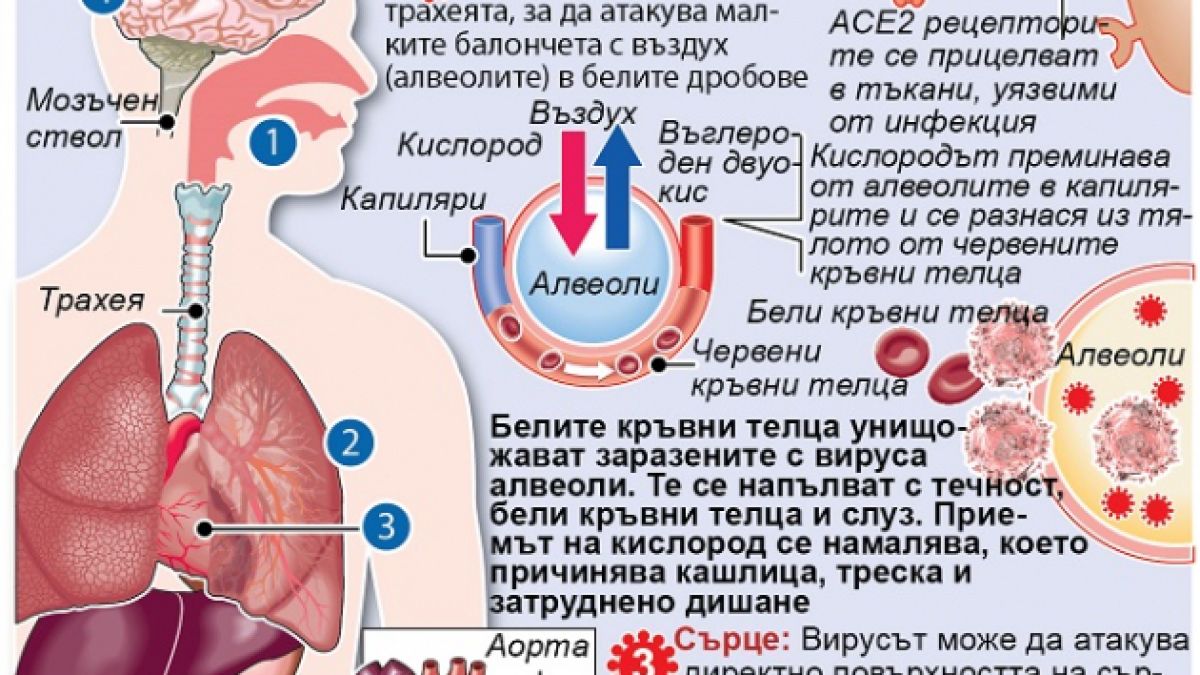 ИНФОГРАФИКА показва как убива коронавирусът 