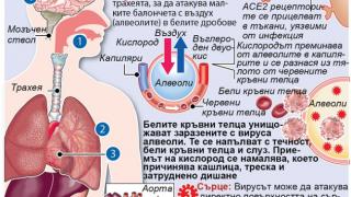 ИНФОГРАФИКА показва как убива коронавирусът 