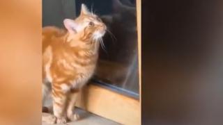 Дресирана котка покори интернет ВИДЕО 