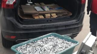 Иззеха 552 кг незаконно уловена цаца и хамсия