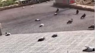 Зловещо ВИДЕО с мъртви птици от Бареселона шашардиса мрежата