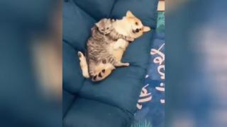 Стопанин хвана кучето и котката си в страстни прегръдки ВИДЕО
