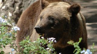 Мечка надуши свеж гроб, изрови го и изяде мъртвеца ВИДЕО 18+