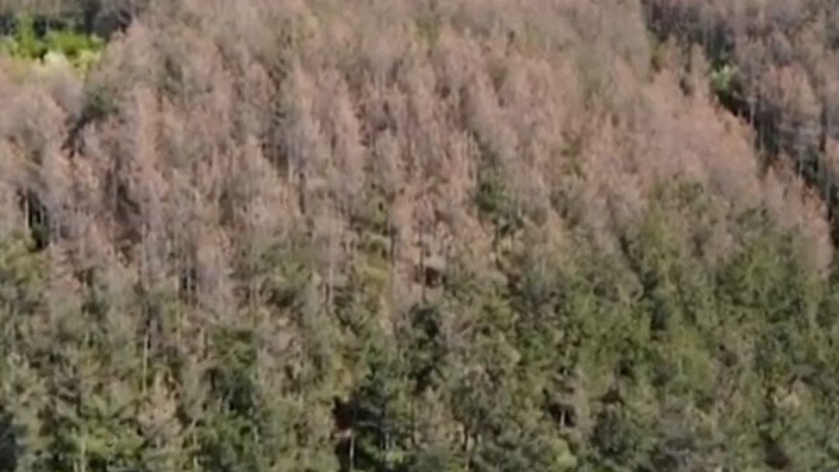 Страшна напаст нападна горите на България заради К-19, пожълтяват в разгара на пролетта 