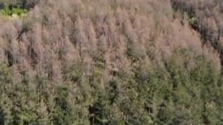 Страшна напаст нападна горите на България заради К-19, пожълтяват в разгара на пролетта 
